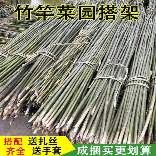 竹竿细竹条豆角黄瓜西红柿番茄支撑架子旗杆菜园搭支架爬藤竹杆子