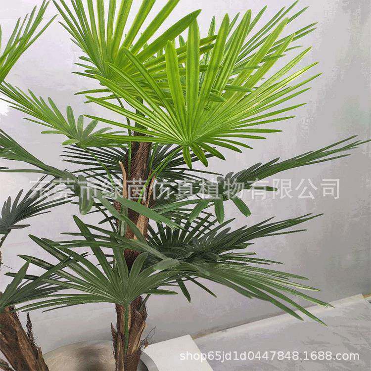 仿真扇葵盆栽扇叶小葵LV137葵扇叶蓬扇树葵扇木扇葵竹铁力木盆景