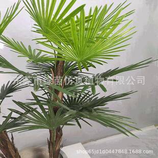 仿真扇葵盆栽扇叶小葵LV137葵扇叶蓬扇树葵扇木扇葵竹铁力木盆景