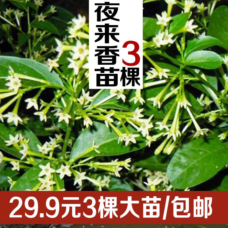 夜来香盆栽室内外盆栽绿植花卉植物夜来香花 驱除蚊虫净化空气