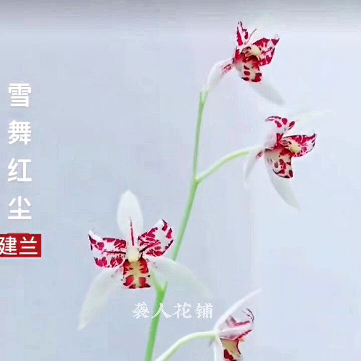 兰花苗建兰铭品雪舞红尘精品蕊蝶浓香型室内客厅阳台兰花绿植盆栽