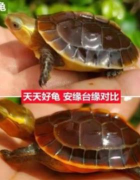 ll黄缘龟蛋闭壳龟皖南安缘43526台缘大陆受幼蛋精龟缘皖南安缘台