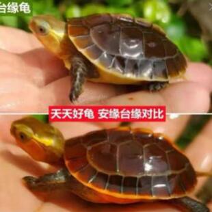 ll黄缘龟蛋闭壳龟皖南安缘43526台缘大陆受幼蛋精龟缘皖南安缘台
