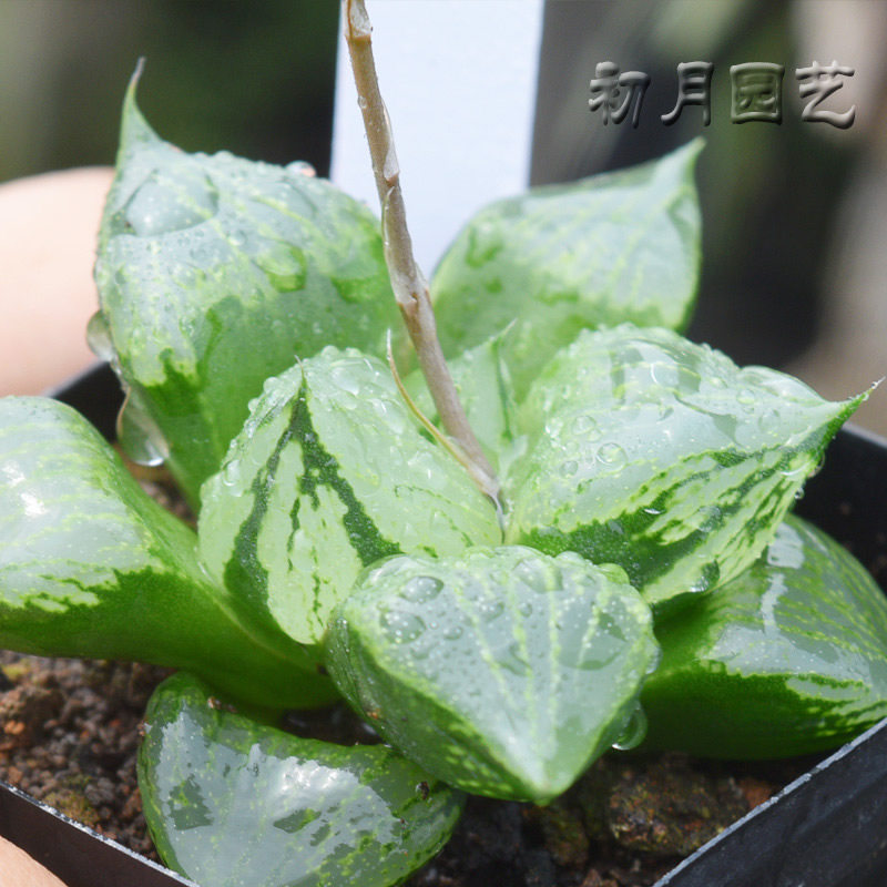 裹般若 瓦苇十二卷经典多年大株珍稀多肉植物裹班若寿 有一物一拍