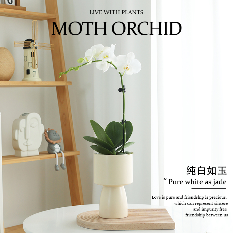蝴蝶兰盆栽带花花卉植物室内花苗客厅特级兰花鲜花盆景四季好养活