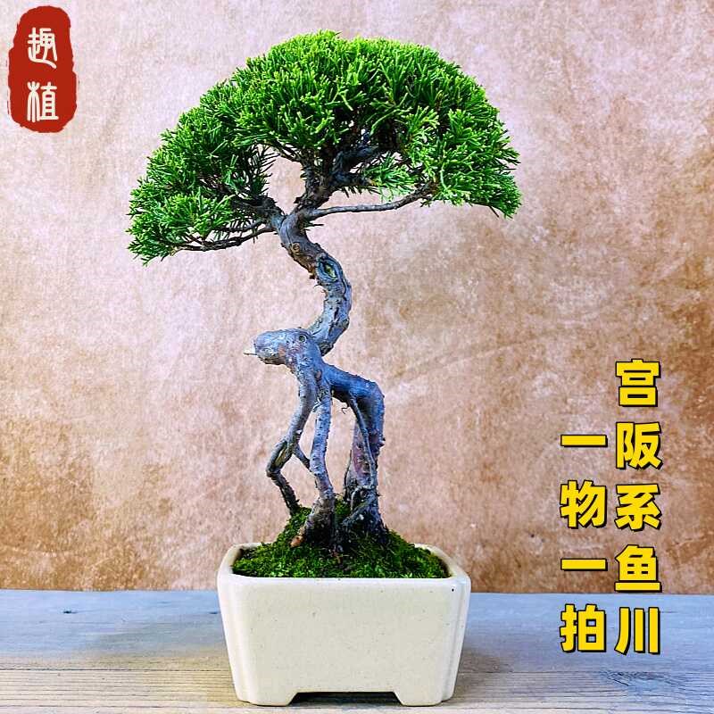 基地直销一物一拍宫阪系鱼川真柏盆景室内植物盆栽办公室阳台摆件