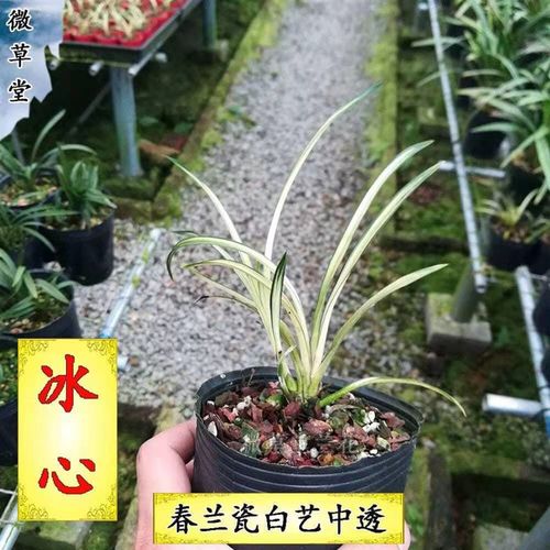 精品兰花苗高档瓷白艺中透细叶多叶办公室客厅茶桌绿植盆栽