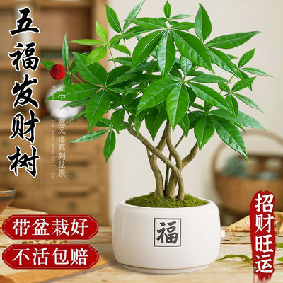 新疆包邮发财树小盆栽招财奇趣五福桌面盆景办公室大绿植室内客厅