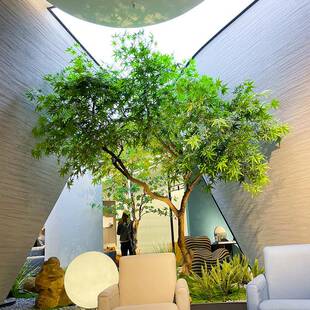 绿枫树庭院造景树中室内观式禅意山水假庭院落ali-7124地绿植景树