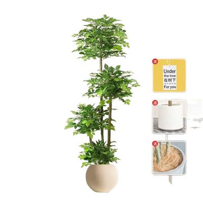 幸绿福厅树大盆栽植物植客大型落假PDD10258植物发财树室地内家居