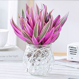 紫露兰水培盆栽植物花卉油画吊兰好养桌面办公室净化空气水养绿植