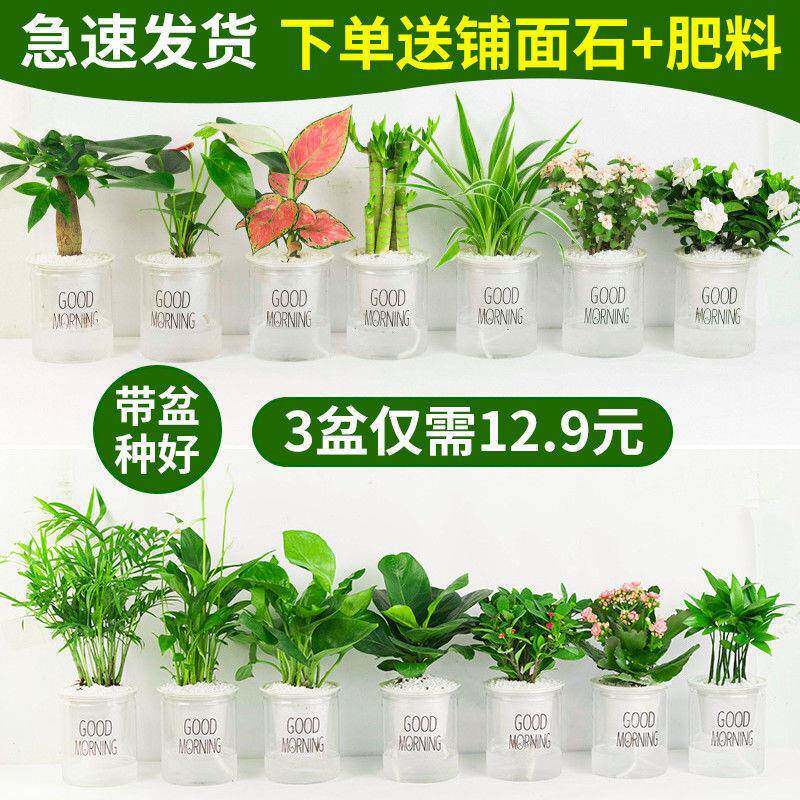 绿植盆栽花卉室内好养发财树办培公室文花竹栀子KTX绿萝水小物植