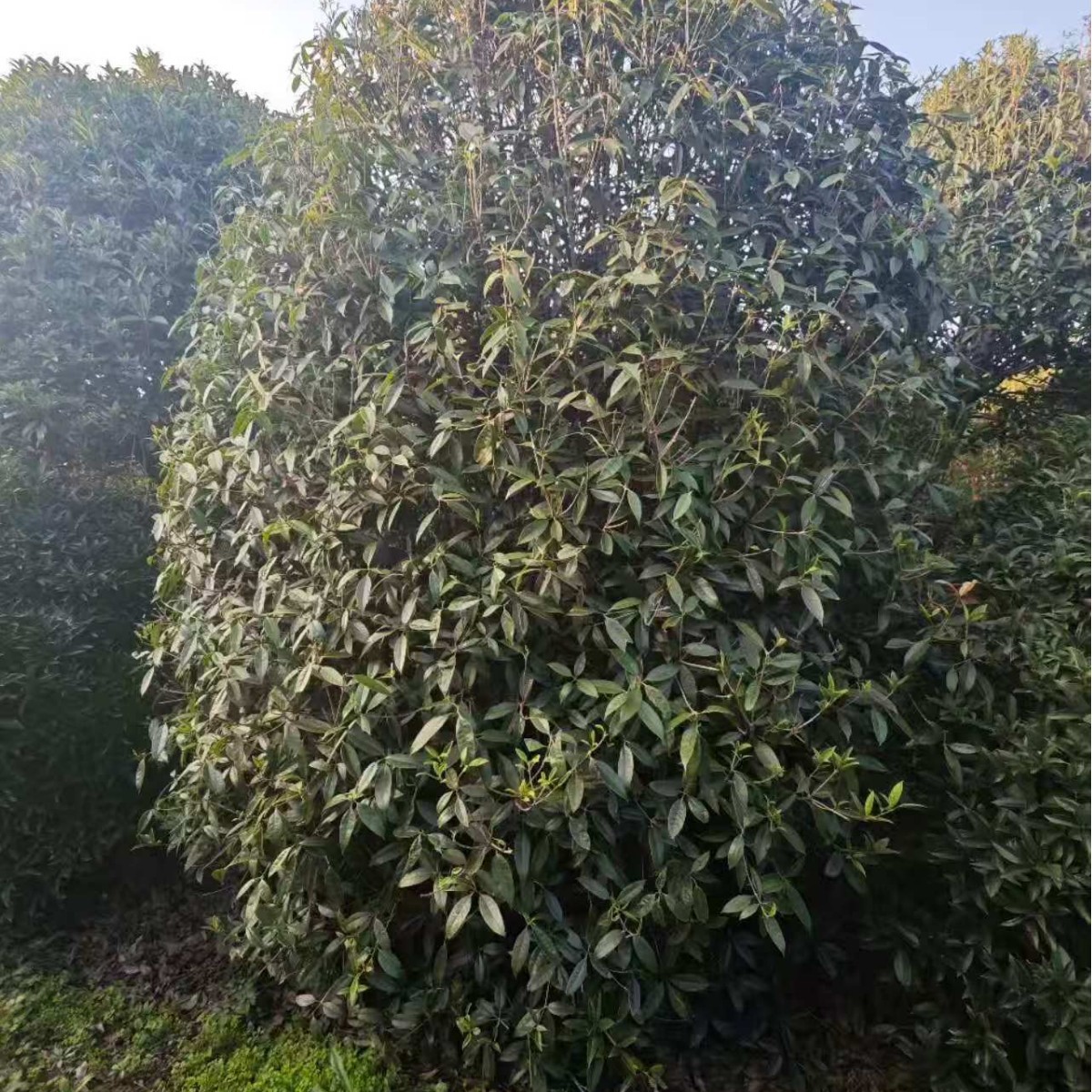 西安本地桂花树丛生四季桂批发