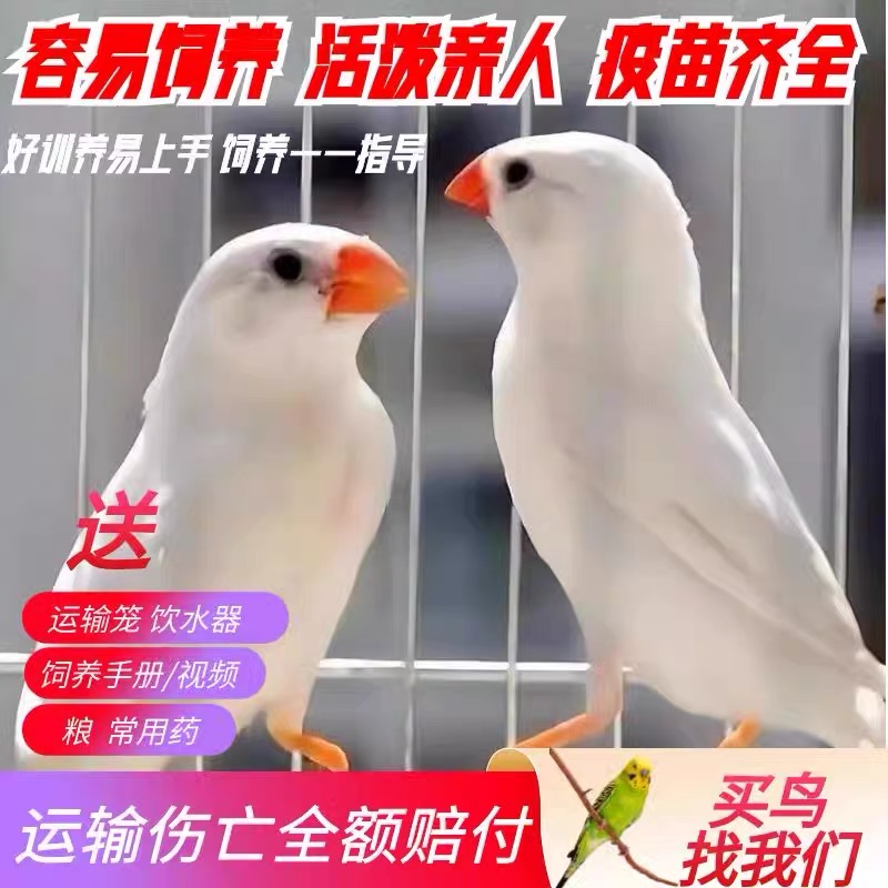 珍珠鸟灰白驼色手养珍珠鸟活体