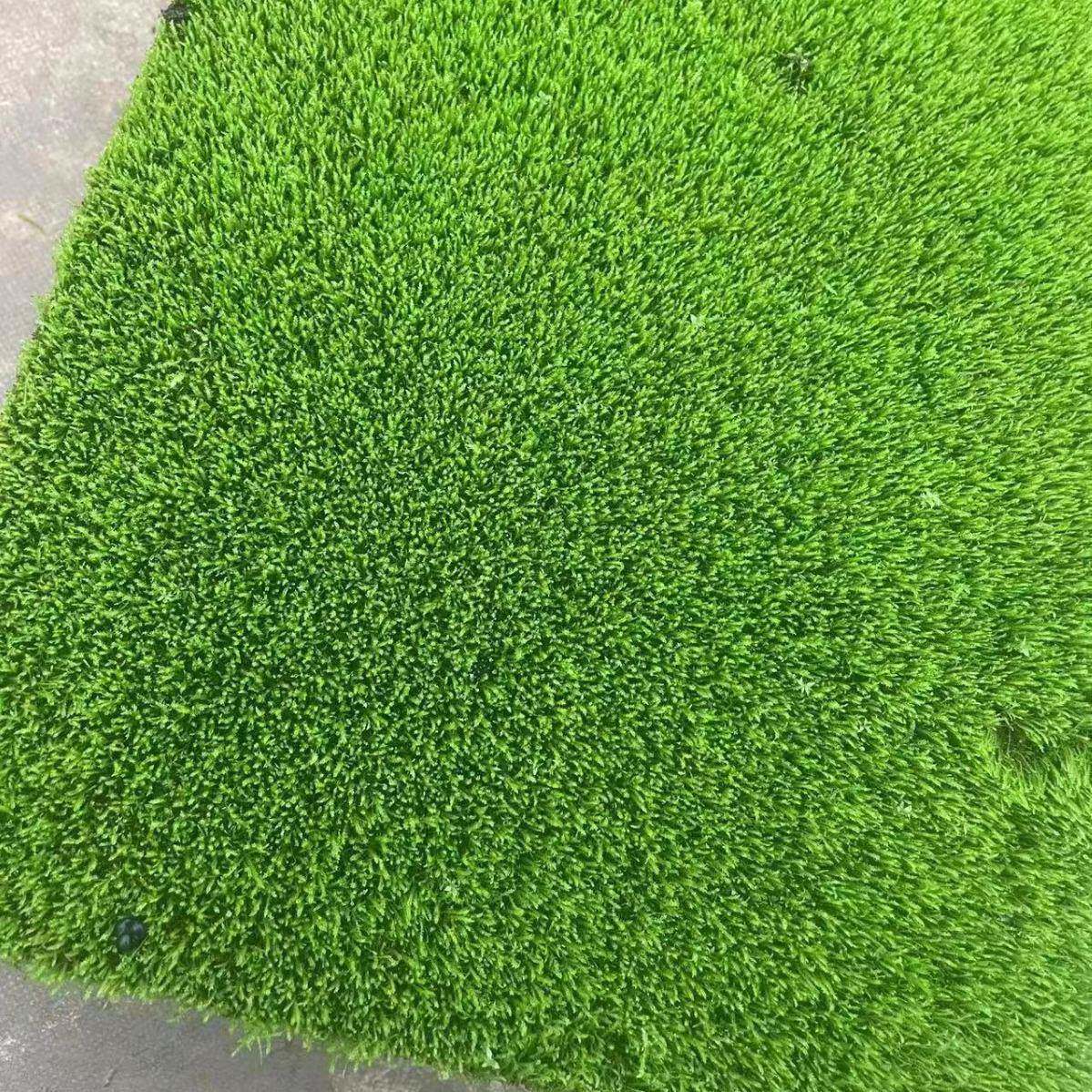 鲜活人工短绒藓植铺面室内观微景水真苔藓生态瓶陆84236雨林物缸