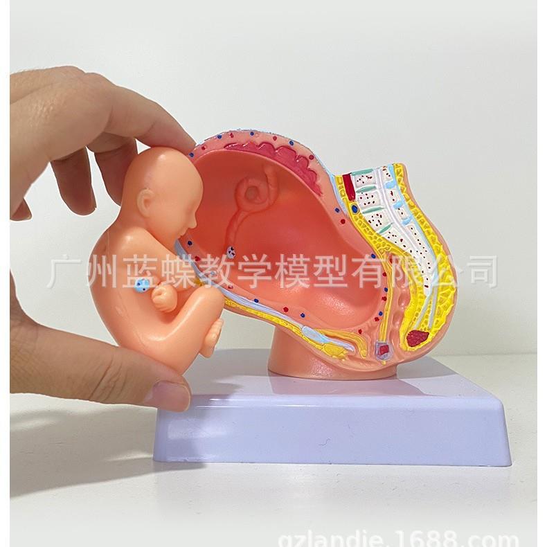 女宫性盆腔附足型月胎儿模妊娠发九个月胎儿子胚胎模型育471胎儿