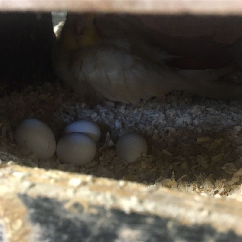 玄凤鹦鹉受精蛋种蛋鹦鹉鸟蛋种蛋鸟