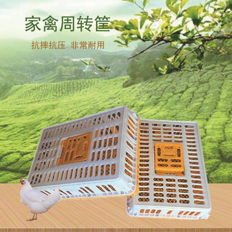 鸡笼家禽运输周转筐养殖场用鸡笼鸭笼鹅笼鸽笼加厚透气塑胶筐
