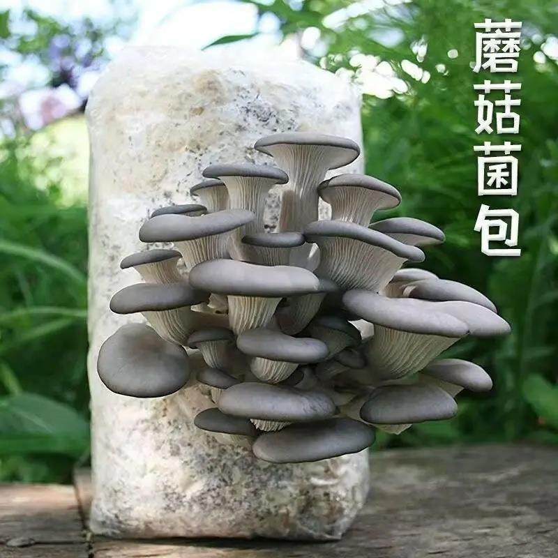 【下单立减50】【香菇菌包】农友推荐抗热耐寒四季室内外易种植HX