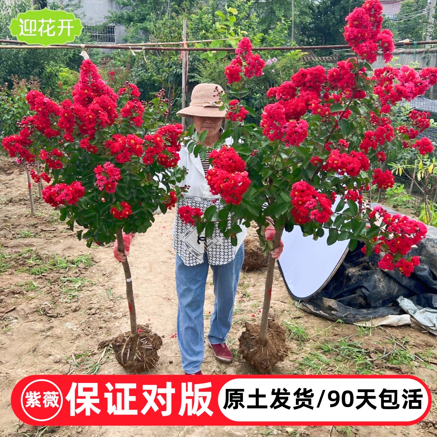 紫薇花树苗庭院大型老桩别墅室外道路绿化植物百日红花卉风景大树