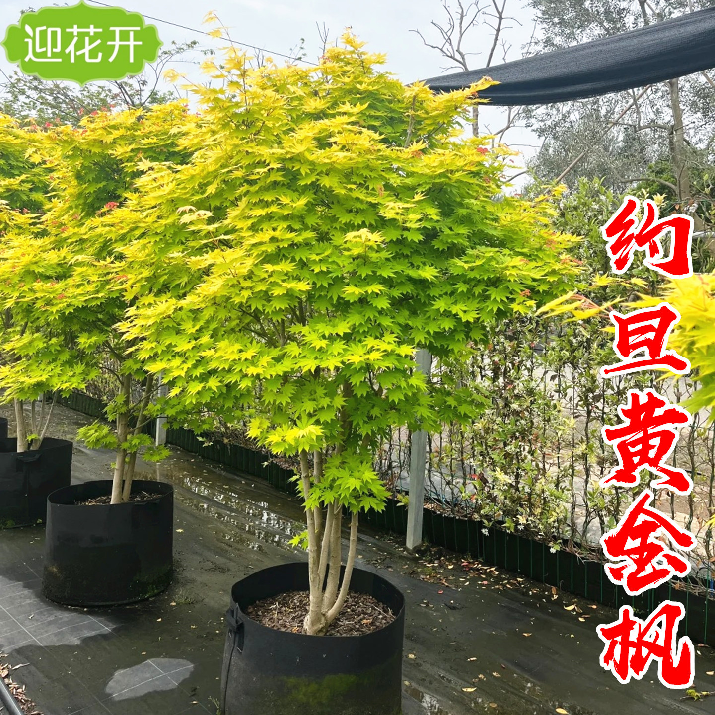 别墅耐寒约旦黄金枫造型羽毛枫树