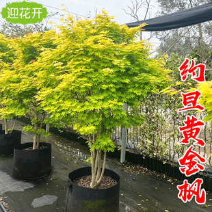 日本红枫流泉枫约旦枫树苗盆栽品种枫树庭院风景树植物彩色黄金枫