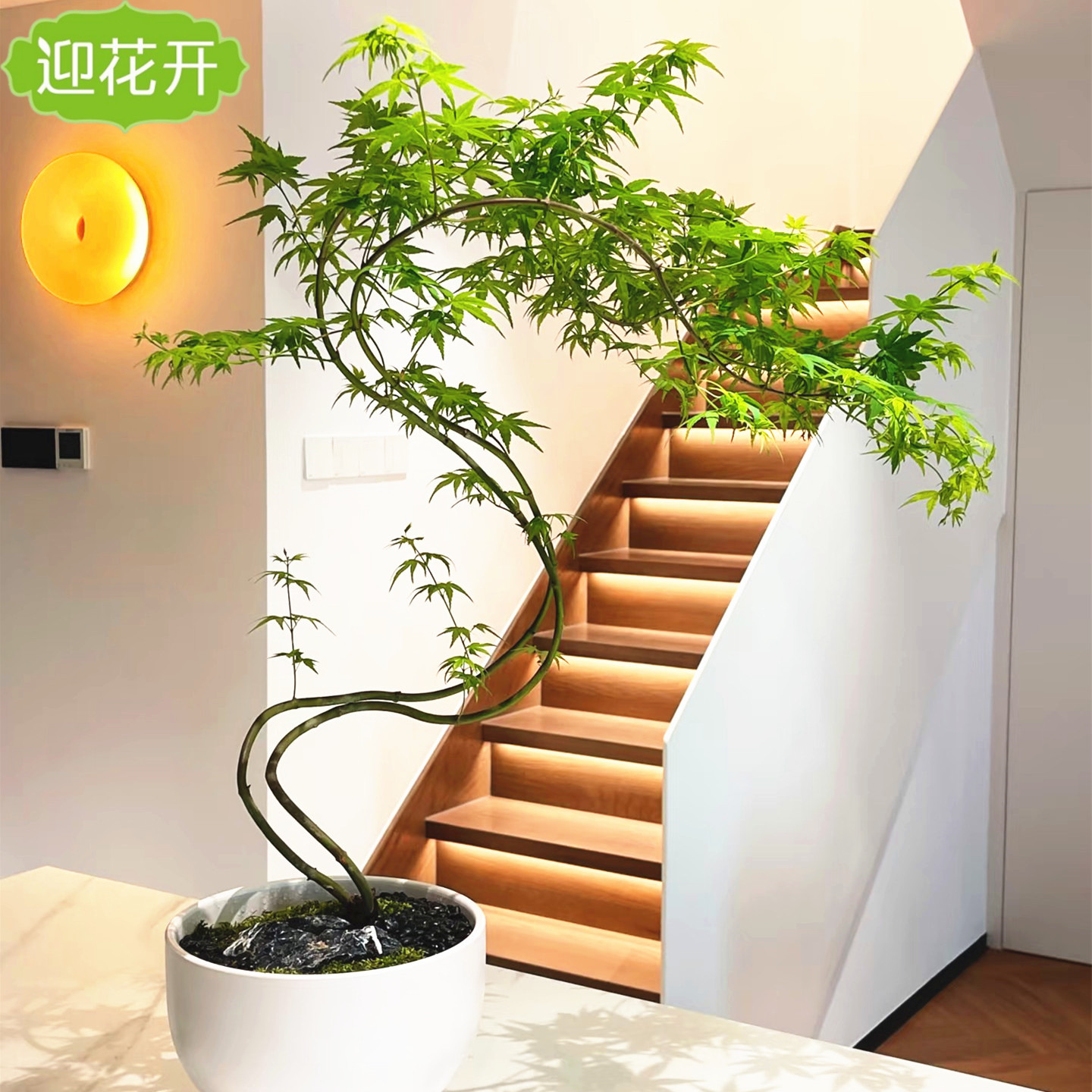 书房茶桌禅意流泉枫造型羽毛枫树