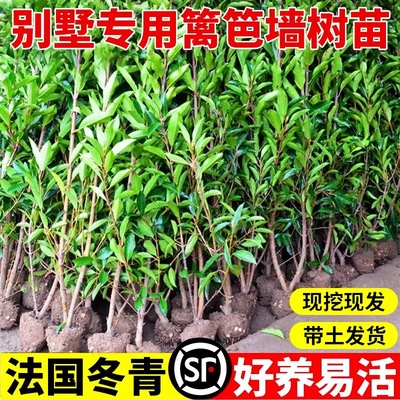 庭院绿化耐寒篱笆苗法国冬青珊瑚