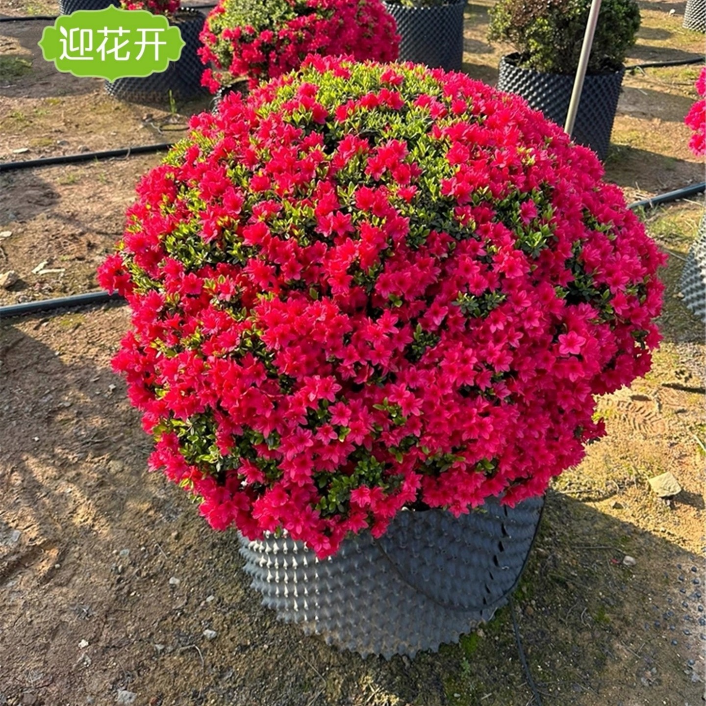 别墅耐寒毛鹃球四季常青当年开花