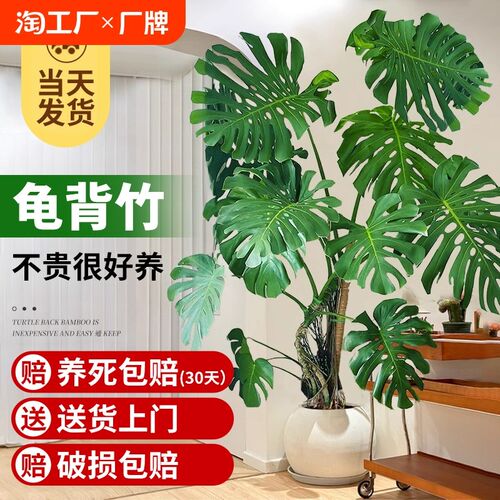 老桩龟背竹客厅大盆栽落地绿植物大叶龟背竹旺宅办公室内乔迁好养