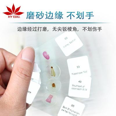 红叶教仪出口质显片微镜配件英文标生物签切片54570综合品类套装
