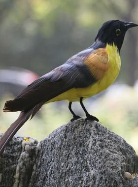 新品仿真小鸟装饰摆件蓝冠噪鹛羽毛小鸟田园家居装饰商城道具