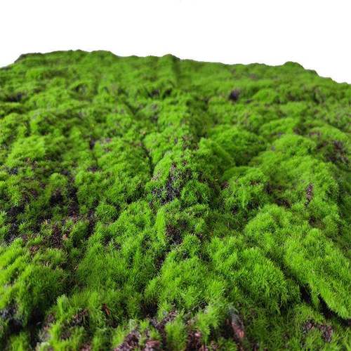 仿苔藓草皮青苔装MC-CP08鼓包植物墙假绿植生苔藓人真造草坪景观