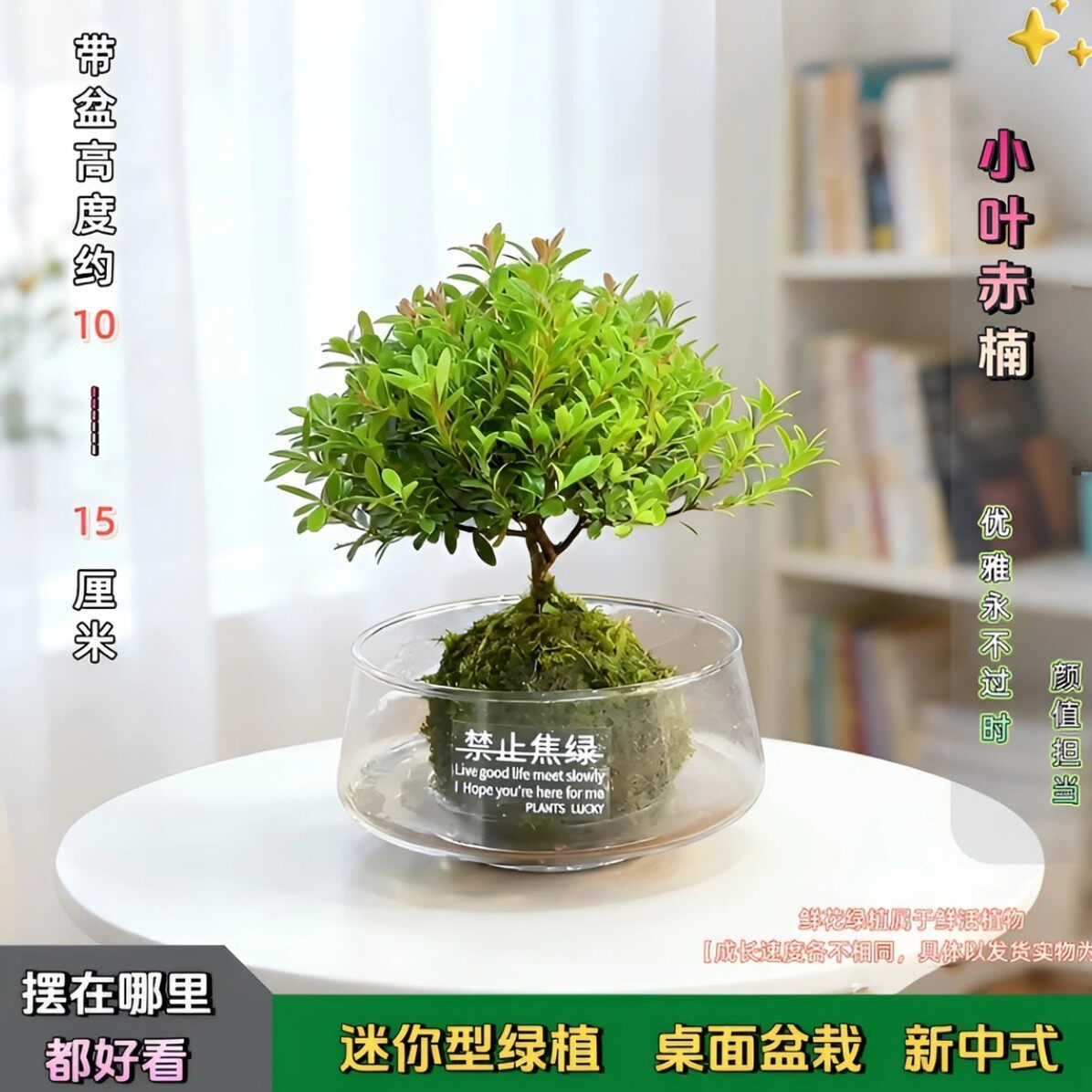【下单立减50】水培小叶赤楠植物盆景阳台客厅懒人好养绿植JK