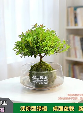 【下单立减50】水培小叶赤楠植物盆景阳台客厅懒人好养绿植_JK