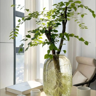 【下单立减50】新鲜切枝室内水培绿植好养居家软装茶室摆件_F