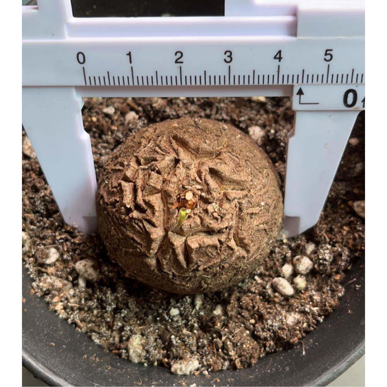 南非龟甲龙肉植物室仙VER人掌盆栽稀多品种爬藤蔓块有根带好一内