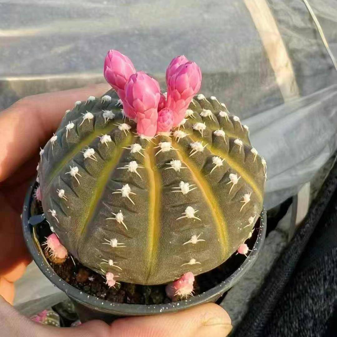 【基地直供】仙人球 花卉绿植净化空气小盆栽 精品拉根锦35装