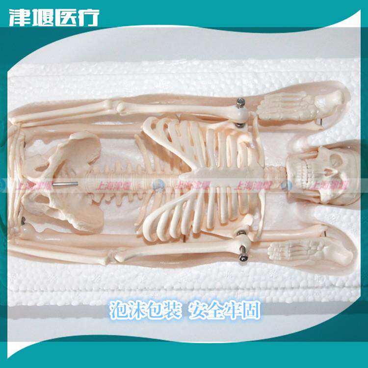 45900CM用人体骨架骨模型医美术艺用骼骷髅模型