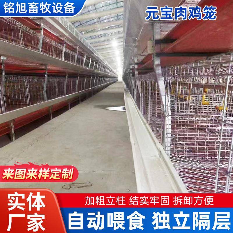 全自动喂食蛋鸡笼新款立体鸡笼鸡舍用框架式育雏笼养殖场专用笼具