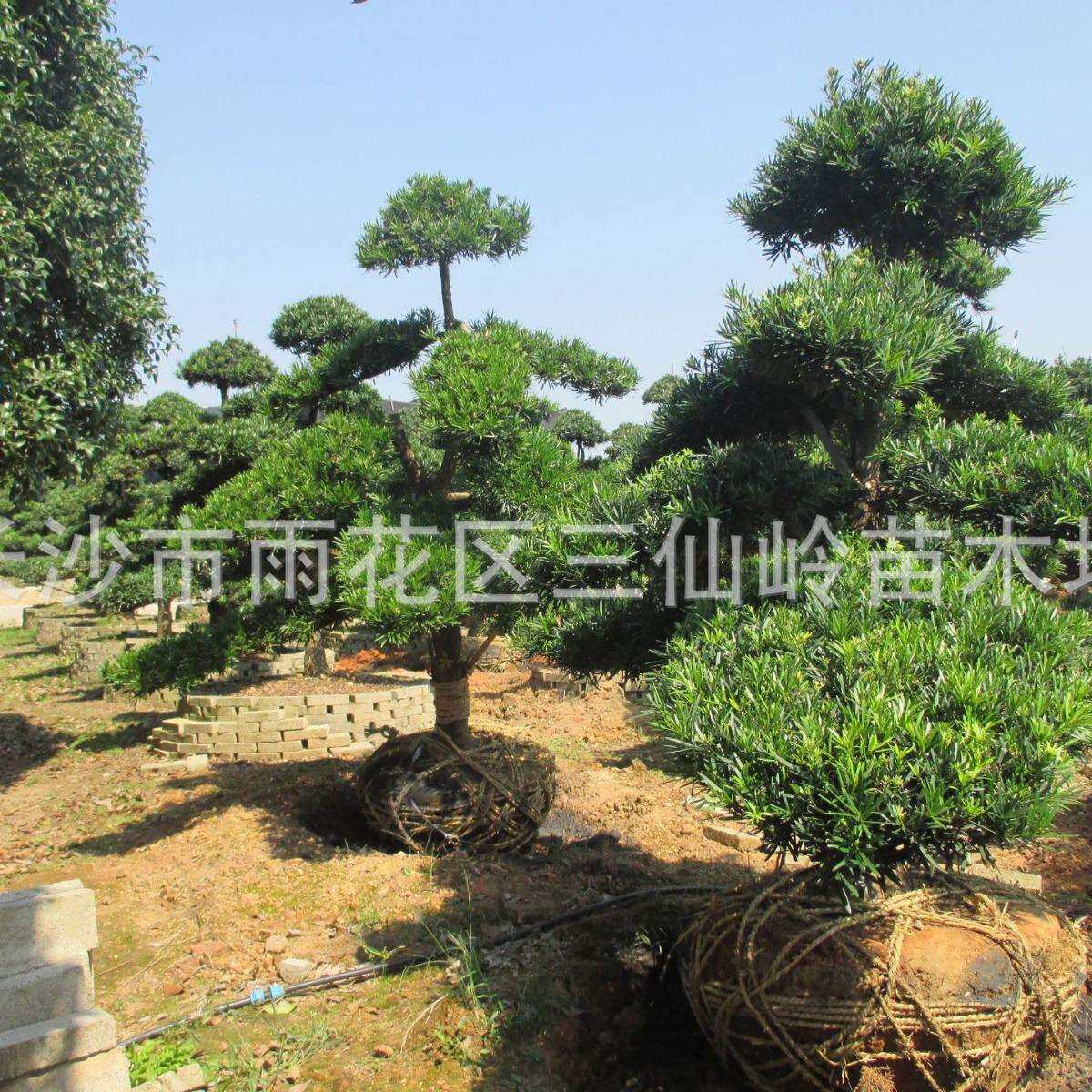 罗汉松 造型罗汉松 10公分造型罗汉松树 包质量 包手续