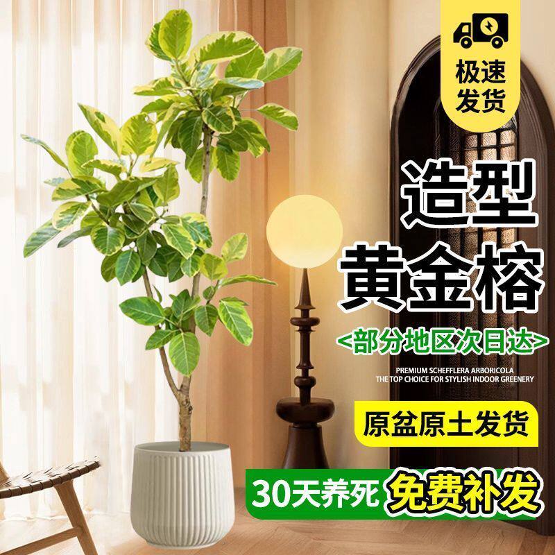 黄金榕盆栽大型绿植室内庭院花橡皮树净化空气吸甲醛北欧网红植物