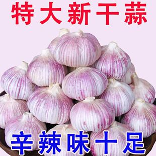 河南今年新鲜干大蒜头紫白皮大蒜农户直发特大5斤批发价可吃可种