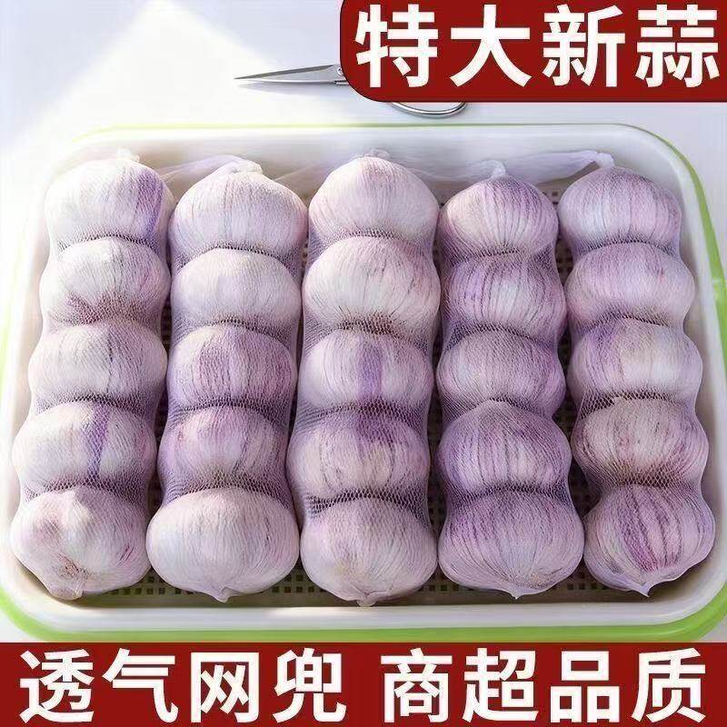 丰年蒜业2026杞县紫白皮新干蒜