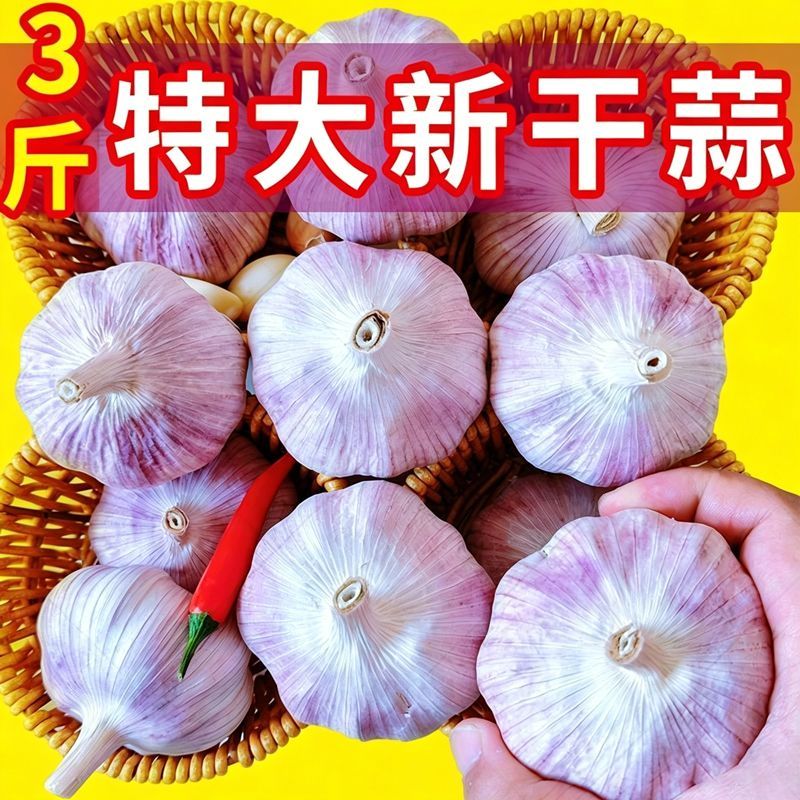 河南新鲜干大蒜3斤特大可吃可种