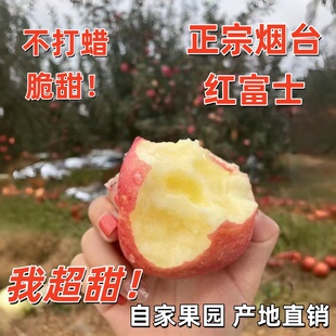 正宗烟台栖霞红富士苹果自家果园特产新鲜脆甜冰糖心包邮高端包装