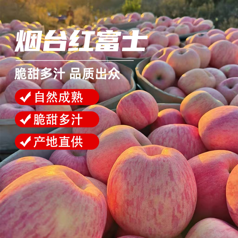 烟台栖霞红富士苹果 自家果园现摘 脆甜多汁冰糖心新鲜鲜果