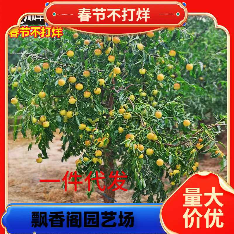 一件代发枣树活苗超甜大枣特大庭院嫁接冬枣南方北方地栽盆栽果树