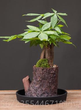 高档发树办公室装饰客厅财简约网红玄关送礼瓷绿创植盆景意桌陶面