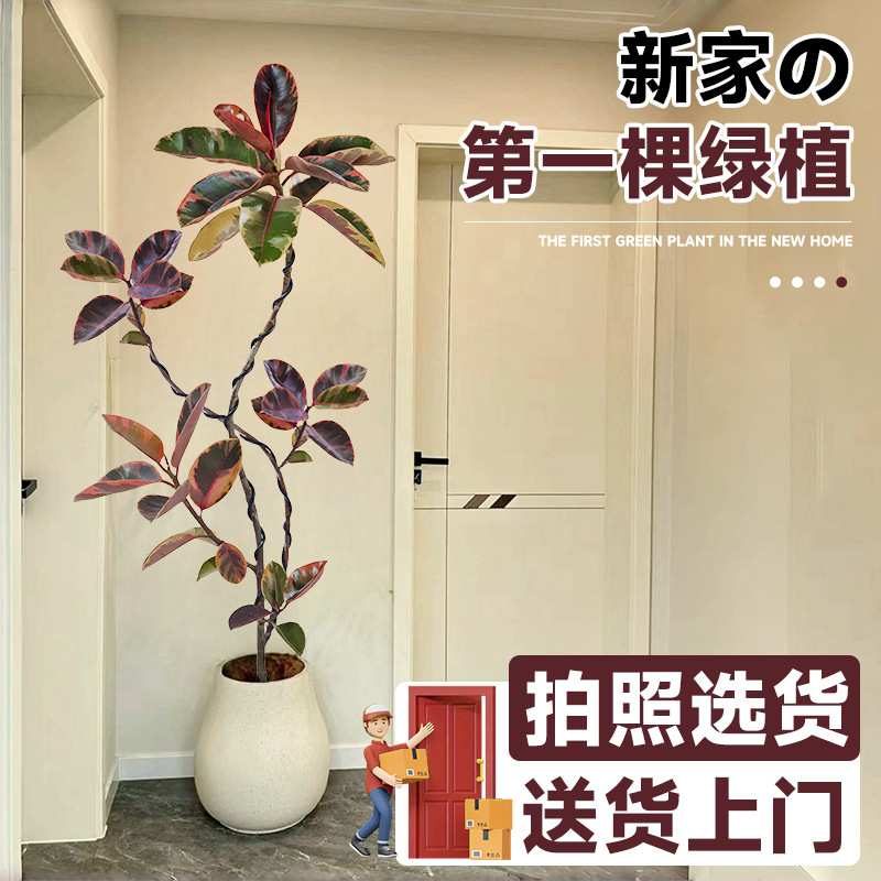 花叶橡皮树客厅大盆栽黑金刚真花落地大号绿植大型花卉绿色植物禄